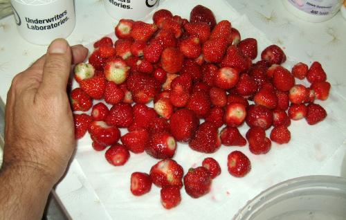 Fresh Strawberries - Picked 6-4-2010 from my garden in Minnesota.