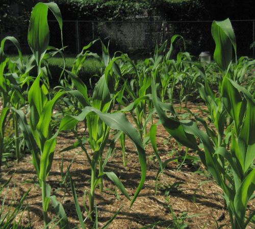 Sweet Corn - My corn stalks here in Minnesota.