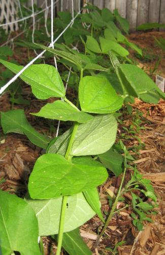 Green Beans - Some of my beans growing in my garden in Minnesota.