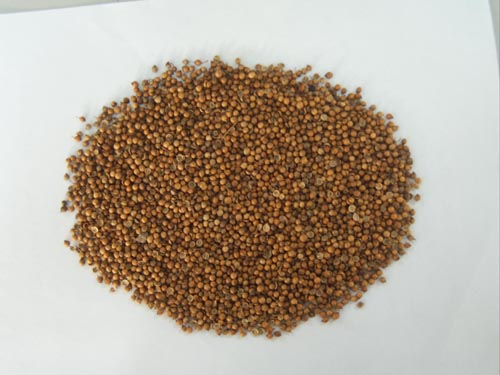 Coriander-Seeds - Coriander seeds have many helpful benefits.