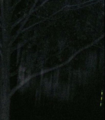 Ghost  - Taken with a 35 millimeter camera at a friends house, had the feeling of being watched. I took this picture and cropped it. This what I found less then 10 feet from me sitting in a tree. I counted at least 5 there are more in the main picture looks like civil war era. I look up on the the history I found out where I live the old B&o Rail road is right up the street president Nixon used to live where I took this picture plus Daniel Bowley who a ship and sea merchant and sea captain also came through here along with shipping immigrants from other islands. He was knocked off course and landed here. there is more history But I did not be leave until I saw this picture never know what is around you.