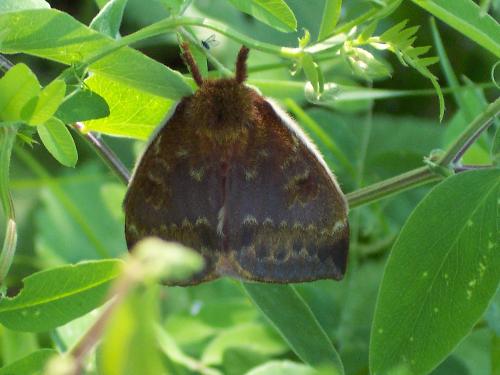 moth - found this mith when i was walking one day.  at least i think it is a moth.