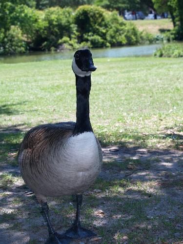 Goose - A goose in a park by a lake, looking for handouts.