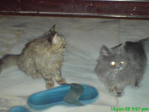 Cats - my friend has these kittens, they're so adorable !!