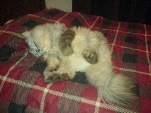 My cat !! lol - and this is what my cat looooooks like !! hahah look at him sleeep..