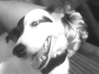 my dog - close up picture of my dog...
