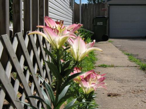 Asiatic Lilies - Alongside my house Asiatic Lilies - Alongside my house