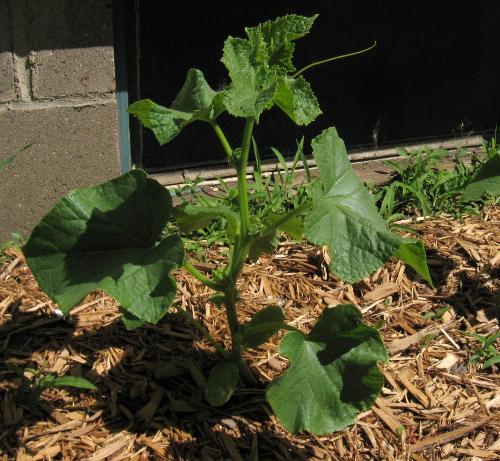 Cucumber - My burpless cucumbers. 1 of 4 planted Cucumber - My burpless cucumbers. 1 of 4 planted