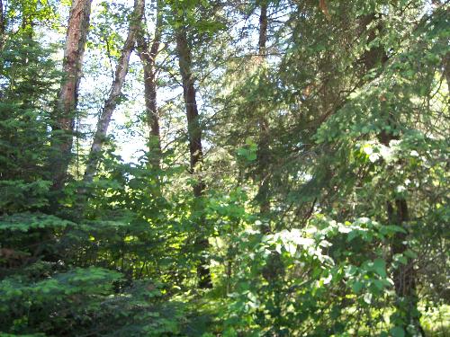 woods - thought this would make a neat pic.