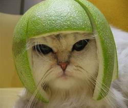 Cat - cat with too much time