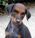 he's so cute - dog with a human face