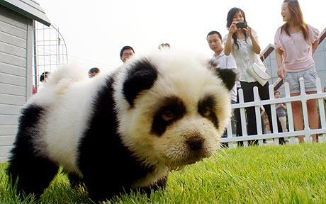 Panda dog!! - What is this - no not a panda but a dog!!