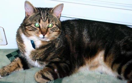 Lexi - This is Lexi the cat who leapt through an open window to avoid the snip Lexi - This is Lexi the cat who leapt through an open window to avoid the snip