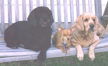 Our two cockers and chihuahua - They've long passed on and we miss them so much! Their names are, Bubbles, Peanut (chihuahua) and Rainbow