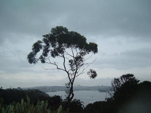 Tree at Taronga Zoo - A raindy-day photo taken from Taronga Zoo in Sydney, Australia.
