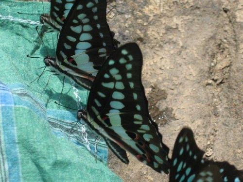 Butterflies - Swarm of Butterflies