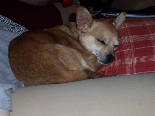 Sleeping Sherlock - This was taken a few weeks ago. Sherlock is lying on a pillow in my lap.