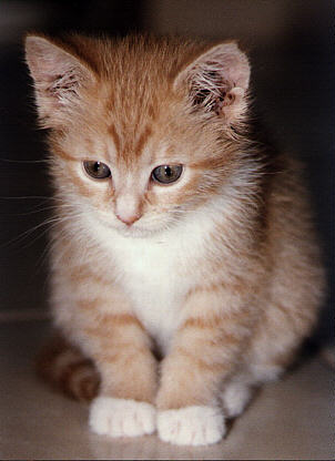 cute - cat is one of the most cute animal ....but it can also become dangerous....hohoho...