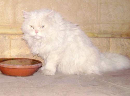 my leoooo !! - another cat that we have !!