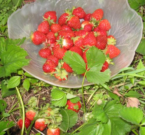 2nd batch to date - This is the second large batch from my strawberry patch.
