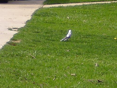 a white robin - this is a rare white robin.