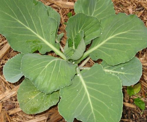 Cabbage - My homegrown cabbage. One of 6 planted