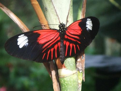 Red Butterfly - A red butterfly, I took the picture at the Niagara Falls Conservatory. I got it before he flew away, luckily!
