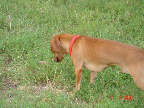 My dog - My dog in park:D