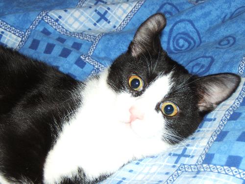 My Cat - My cat :D
