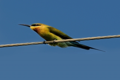 birds - bird on a wire