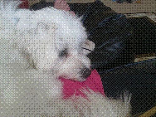 Meet Zero  - Gissi's little Pain Puppy Friend