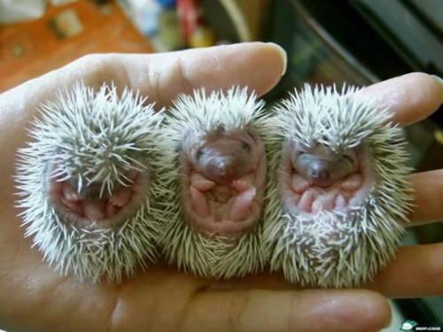 hoglets - baby hedgehogs - cute hedgehogs - playful and affectionate. And practical too - they used to be classified as insectivores - since changed - forget what they're called now - they are not rodents. Most of all they don't smell! hoglets - baby hedgehogs - cute hedgehogs - playful and affectionate. And practical too - they used to be classified as insectivores - since changed - forget what they're called now - they are not rodents. Most of all they don't smell!