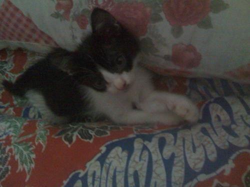 Rin - Another kitten of mine :-)