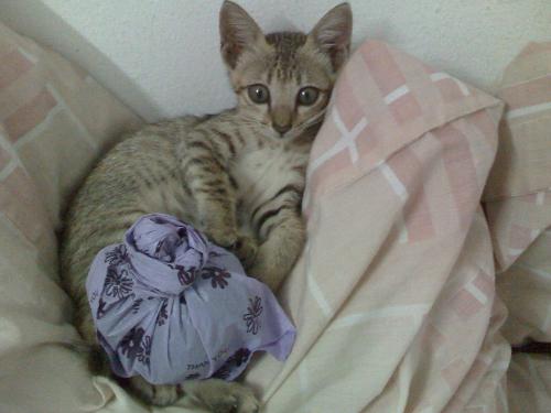 Lucky - She is always cute even after she got kitten