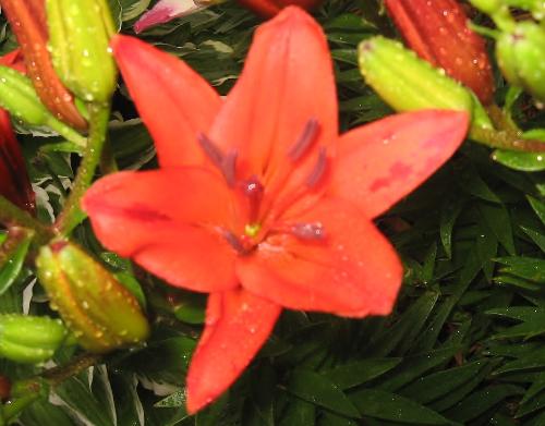 Brilliant - One of the many orange lilies I have that just opened this morning.