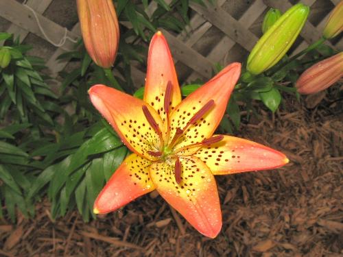 Very Fragrant - One of the chocolate colored asiatic lilies I have. Very Fragrant - One of the chocolate colored asiatic lilies I have.