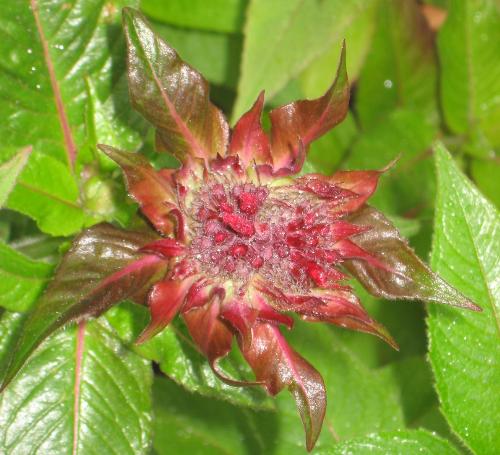 Beebalm Plant - Starting to bloom early. Beebalm Plant - Starting to bloom early.