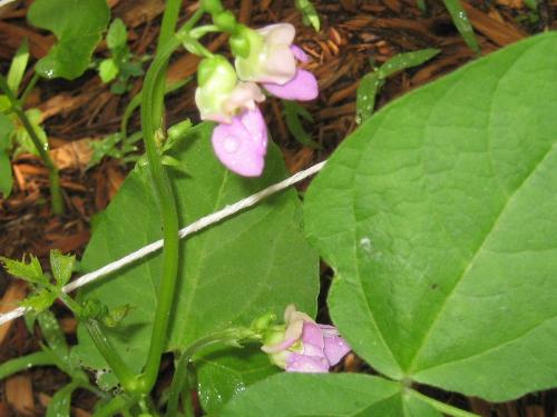 Green Beans - They blooms on some of my green bean plants Green Beans - They blooms on some of my green bean plants