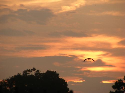 Sunset and the Mama Hawk - Taken outside my house in Arkansas
