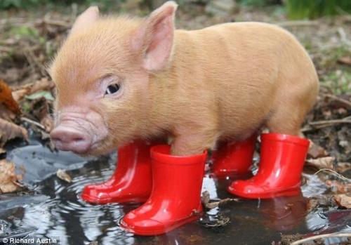 cute pig red boots pigsty home - I am putting this image to my discussion because I think it is oh so cute and I love the image and wanted to use it so there.