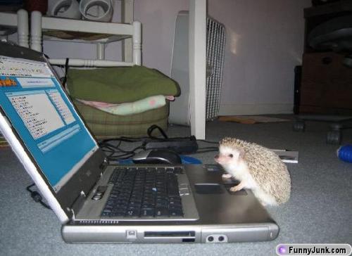 Hedge Hog - Isnt he so cute.