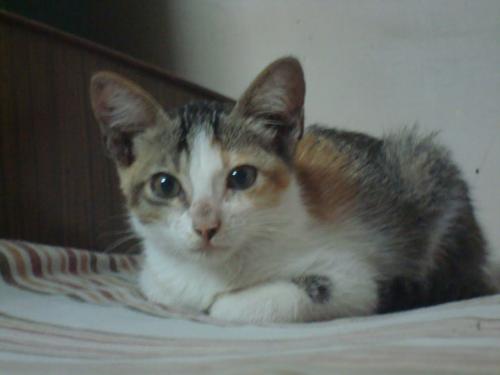 My Junior Cute - This is my cute's daughter. I started taking care of her when her mom passed away . Now she is also missing. I miss her terribly.