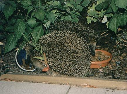 Our prickly visitors - The wildlife costs us a fortune!! Our prickly visitors - The wildlife costs us a fortune!!