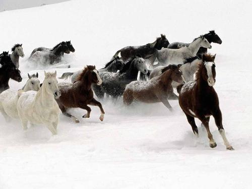 horses -  Horses Running in Snow