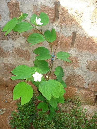 Mandhara plant - Flowering Mandhara plant in my garden..