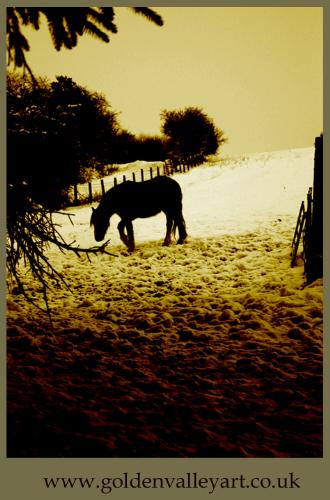 Found - We lost this pony for over a week in the snow of Jan 2010, this is when we found her, in a pine forest eating hay that was put out for the sheep