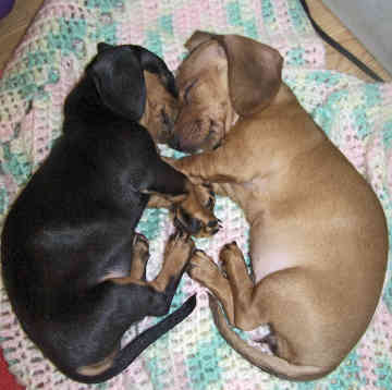 dachshund - 
dachshund puppies.