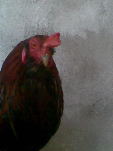 My pet - This My pet DHADY! I'm introducing Him to you all!