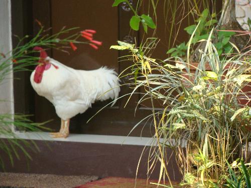 Gama my pet rooster - Gama is seven years old and is not as active as he used to be