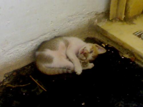 My cat Koni - LOL Koni is resting here :)